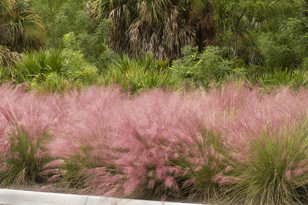 5 Awesome Plants Native to Bluffton, SC 4