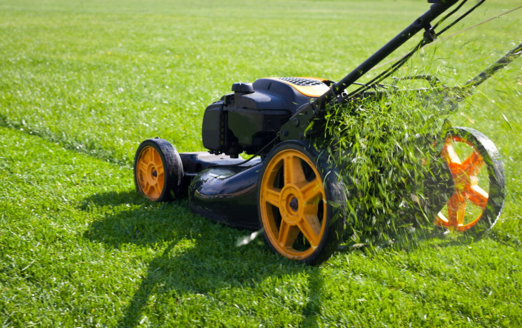 How Often Should I Mow the Lawn? 1