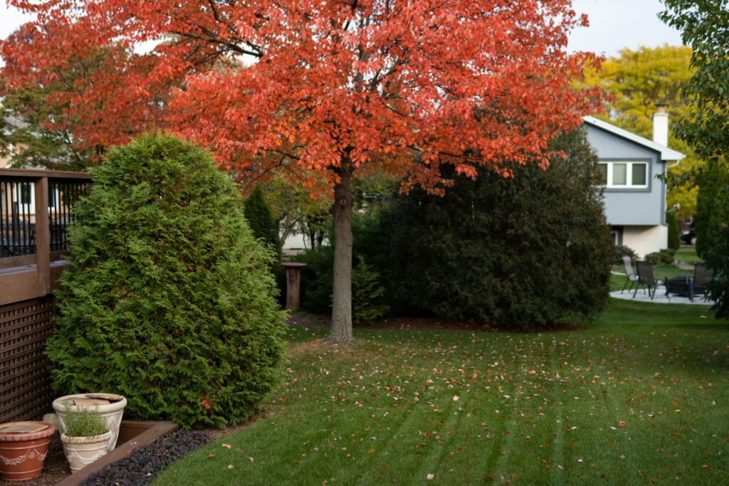 Fall lawn care tips