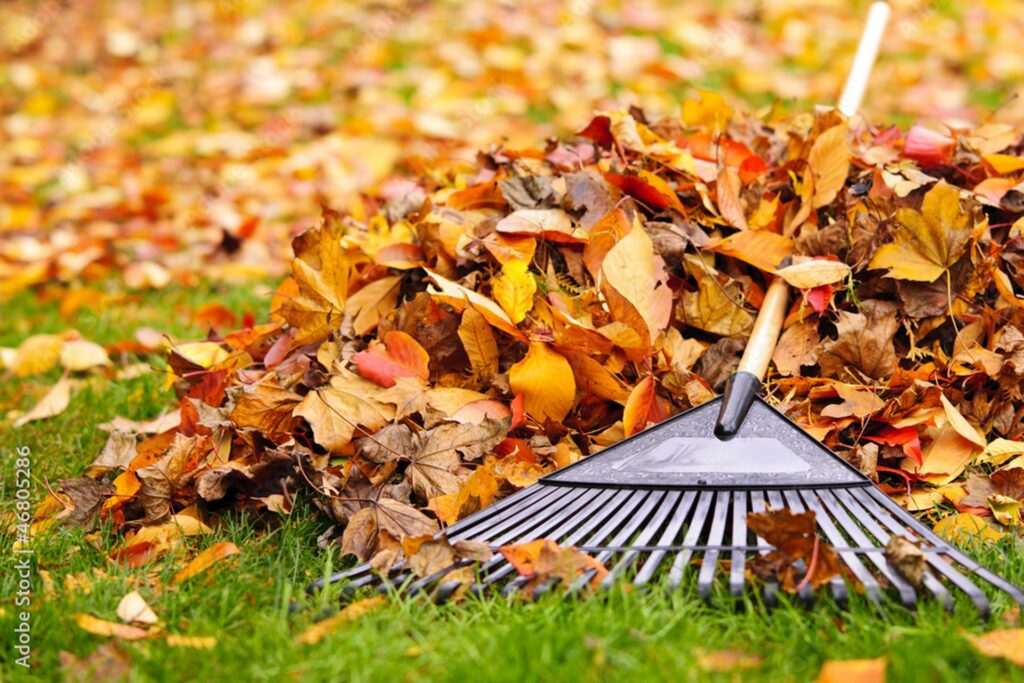 Leaves being raked off grass.