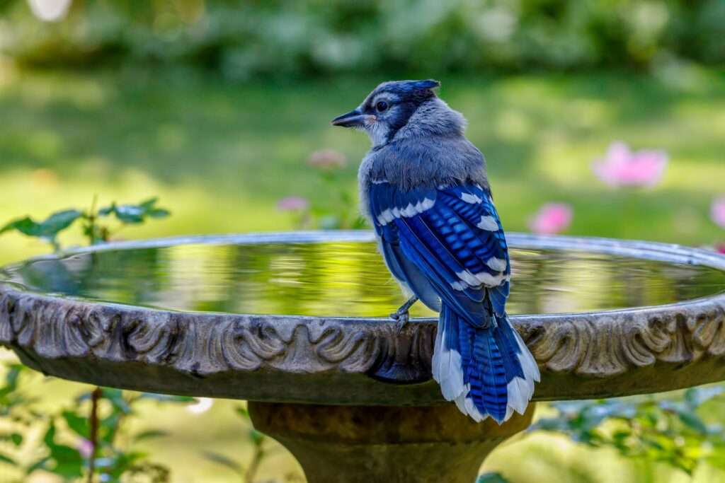 Bird wildlife drinking from bird bath.