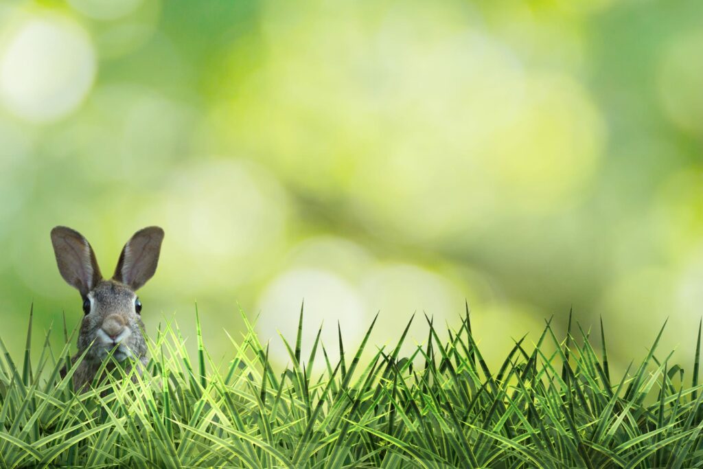 Rabbit poking it's head above the grass.