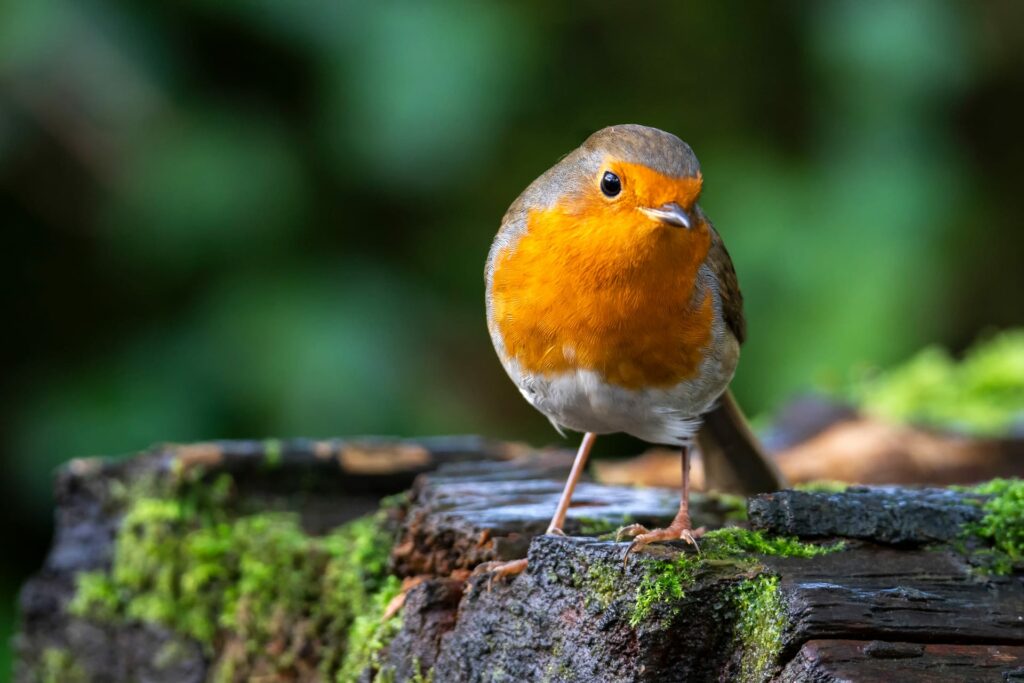 Bird sitting on tree stump.