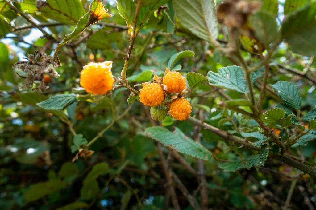 Foodscaping Guide: Integrating Edible Plants into Your Landscapes 11